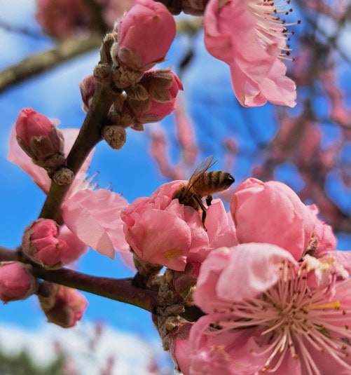 Bee collecting honey nectar from vibrant pink cherry blossoms against bright blue sky