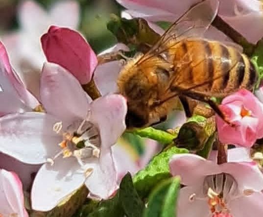 Rustic honey shop interior with bee decor, hexagonal shelving, and jars of honey and merchandise